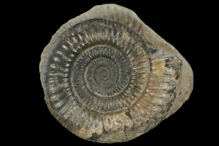 Dactylioceras Ammonite Fossil - England #100454